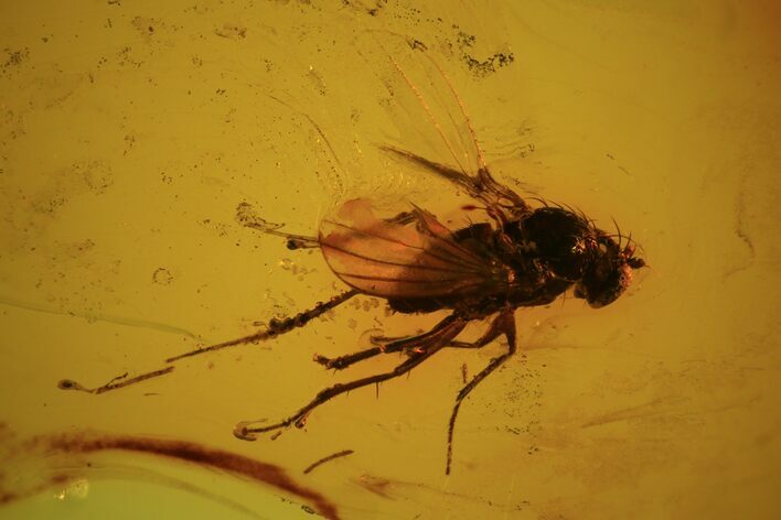 Fossil Fly (Diptera) In Baltic Amber #81712